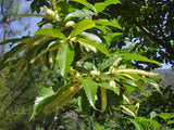 Äkta Kastanj Träd 100-125 cm (Castanea sativa)