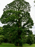 Sweet Chestnut Tree 100-125 cm (Castanea sativa)