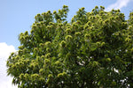 Äkta Kastanj Träd 80-120 cm (Castanea sativa)