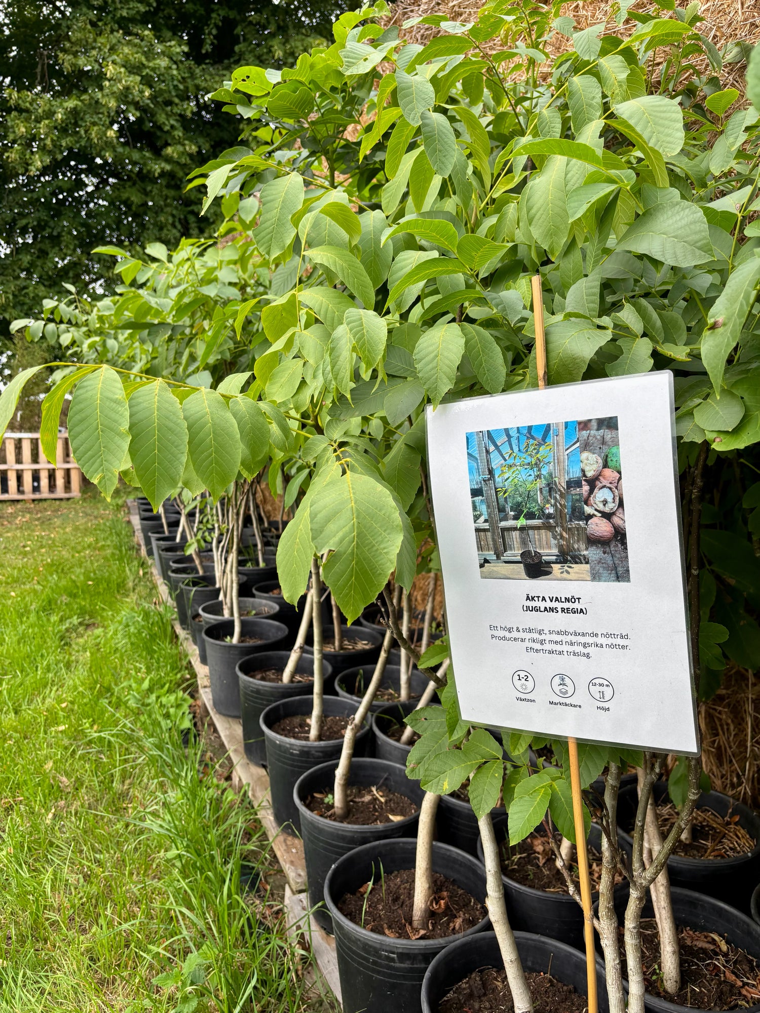 Äkta Valnötsträd: Extra Härdiga exemplar 120-180 cm (Juglans regia)