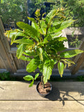 Ægte Kastanjetræ 100-125 cm (Castanea sativa)