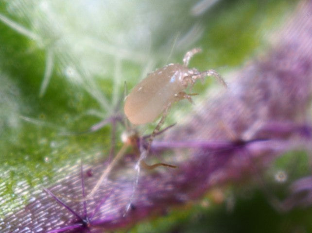 Beneficial organisms against fruit flies