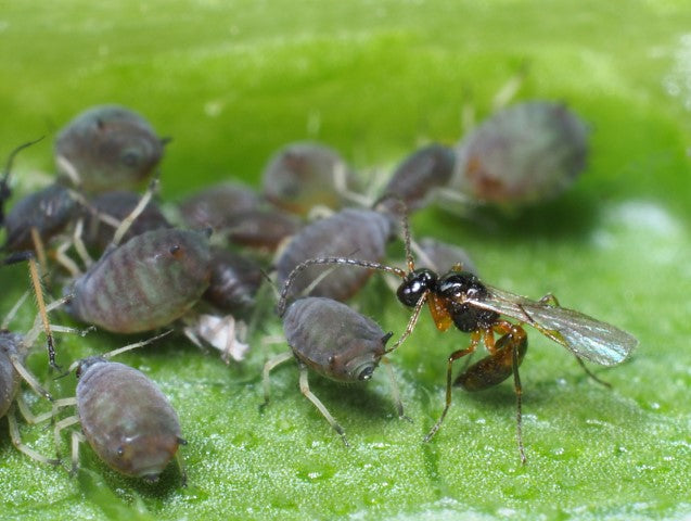 Beneficial animal mix against aphids