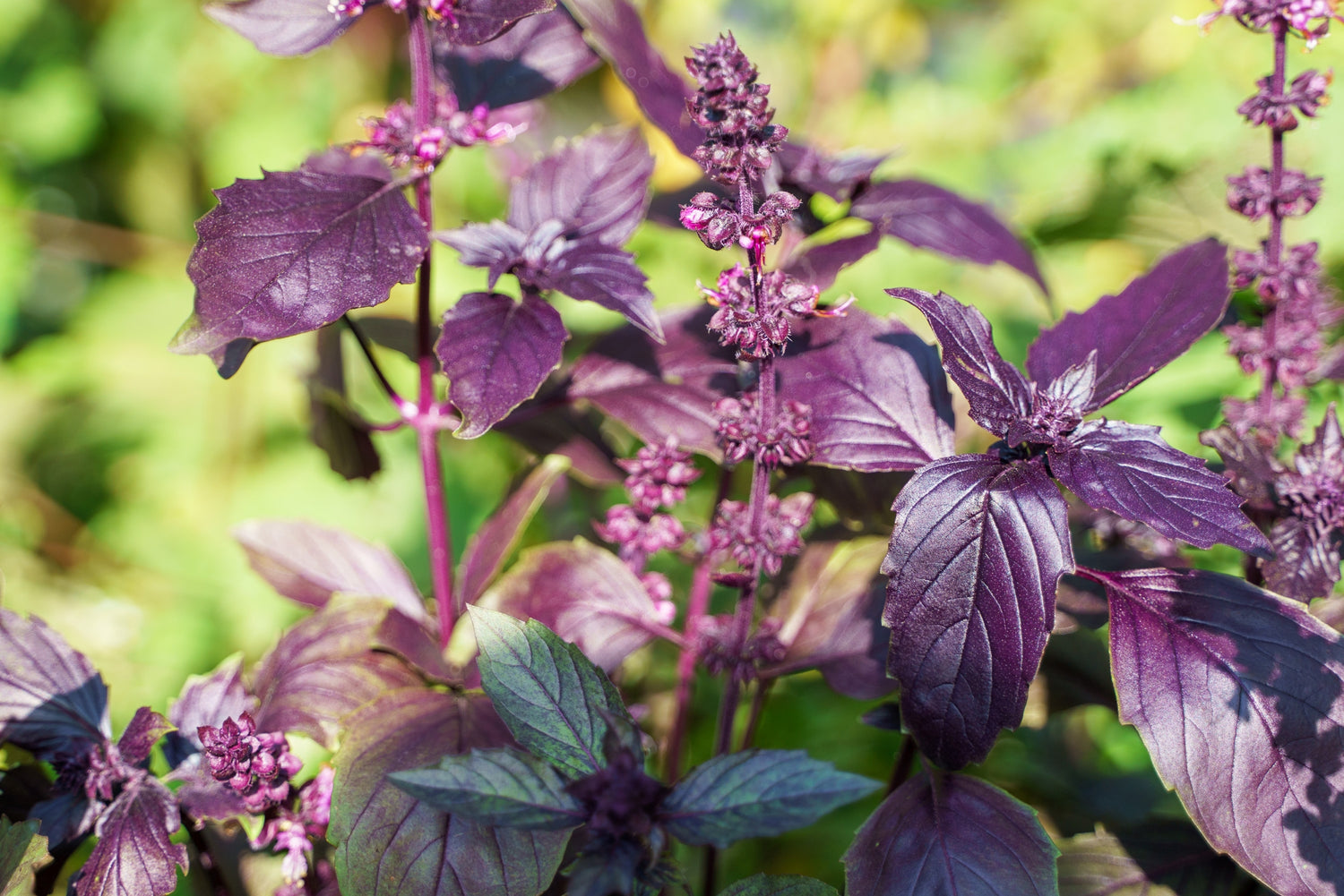 Ararat-Basilika 'Ararat' (Ocimum basilicum)