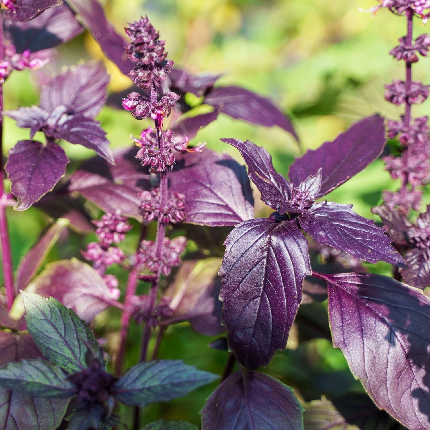 Ararat-Basilika 'Ararat' (Ocimum basilicum)