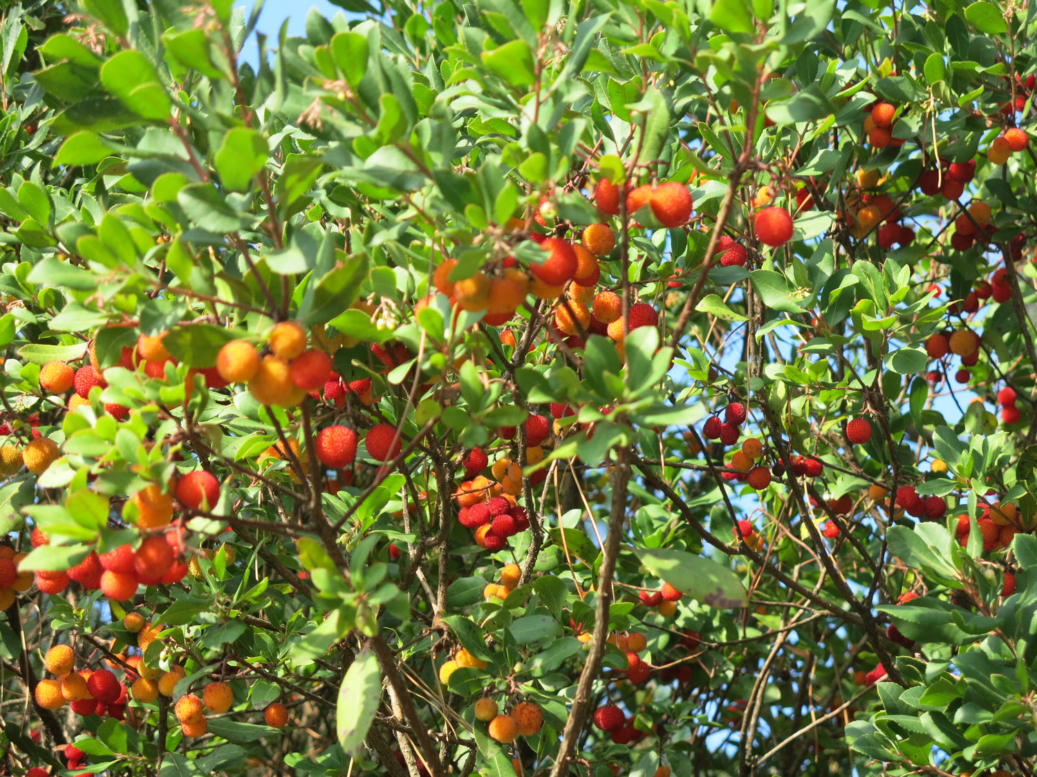 Smultronträd 50-60 cm (Arbutus unedo)