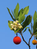 Almindelig Jordbærtræ 50-60 cm (Arbutus unedo)