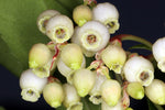 Smultronträd 50-60 cm (Arbutus unedo)