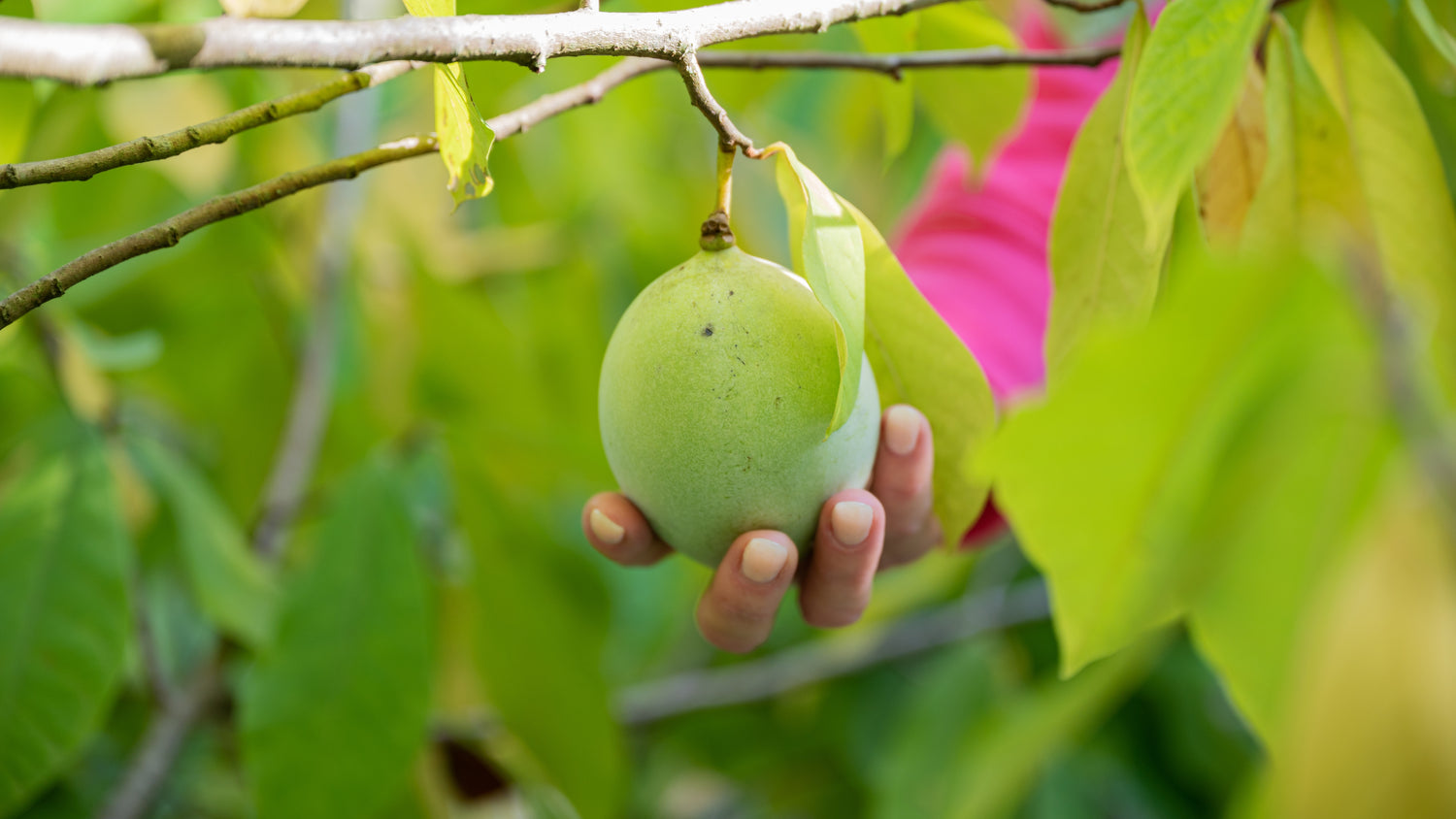 Asimina / Paw Paw 'Susquehanna' 50-60 cm (Asimina triloba)