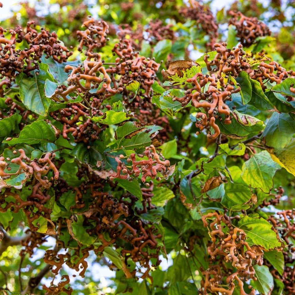 Japanskt Russinträd (Hovenia dulcis)