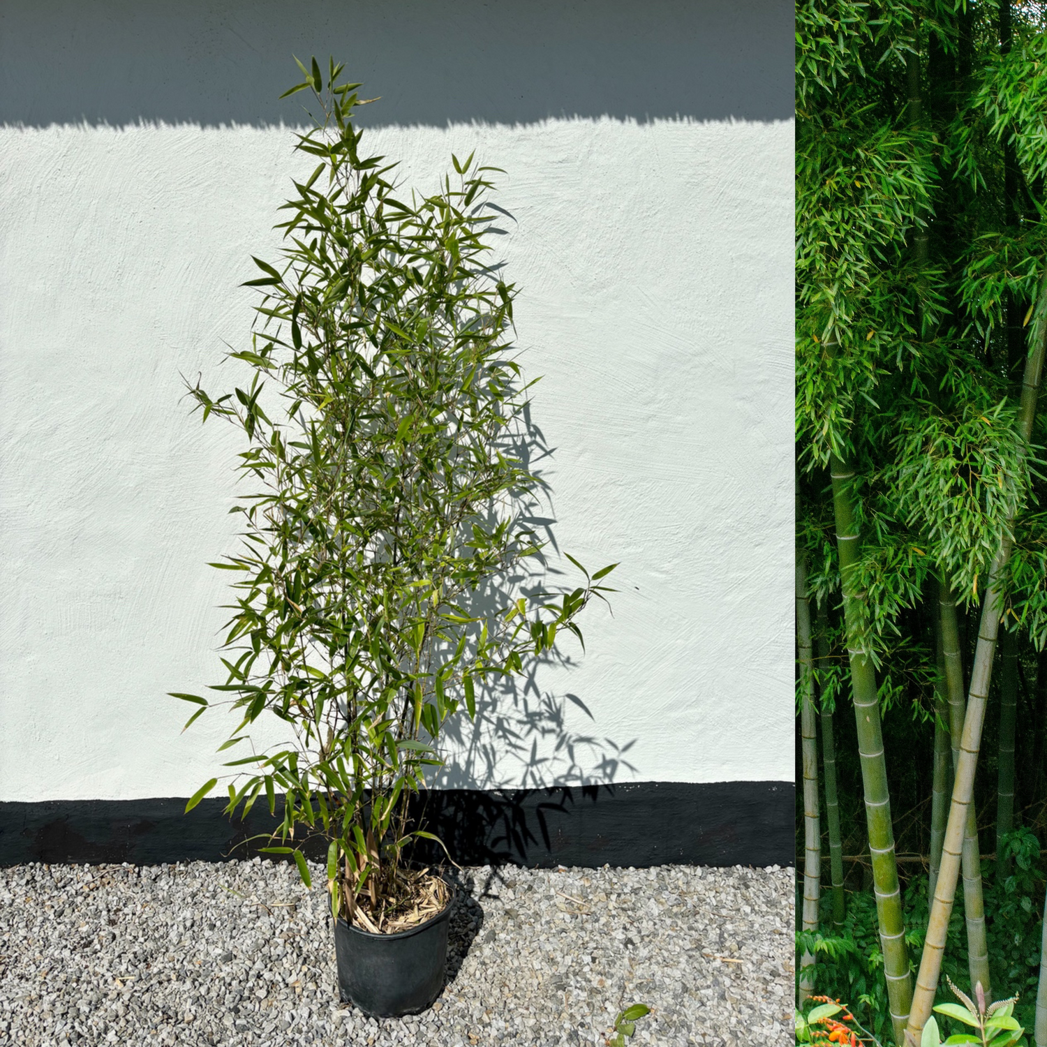 Bambu Ätbar & Härdig: Rökelsebambu 150-200 cm (Phyllostachys atrovaginata)