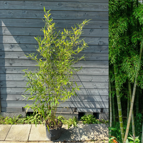 Bambu Ätbar & Härdig: Rökelsebambu 150-200 cm (Phyllostachys atrovaginata)