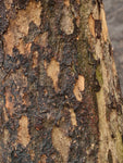 Körsbärskornell 50-70 cm (Cornus mas)