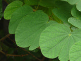 Purpurbauhinia (Bauhinia purpurea)