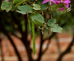 Purpurbauhinia (Bauhinia purpurea)