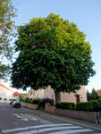 Turkish Hazel Tree 80-100 cm (Corylus colurna)