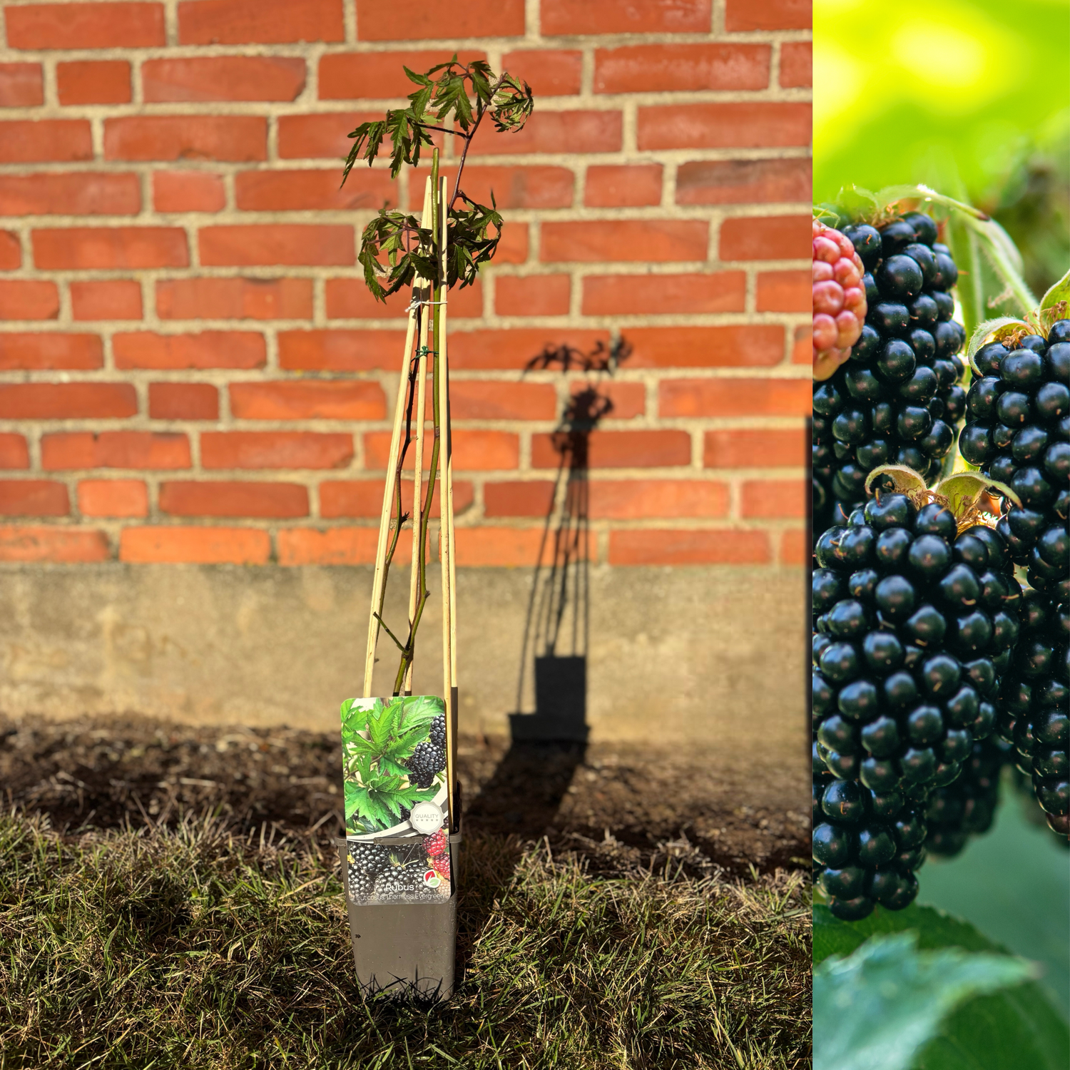 Blackberry Thornless 'Thornless Evergreen' 60-70 cm (Rubus fruticosus)