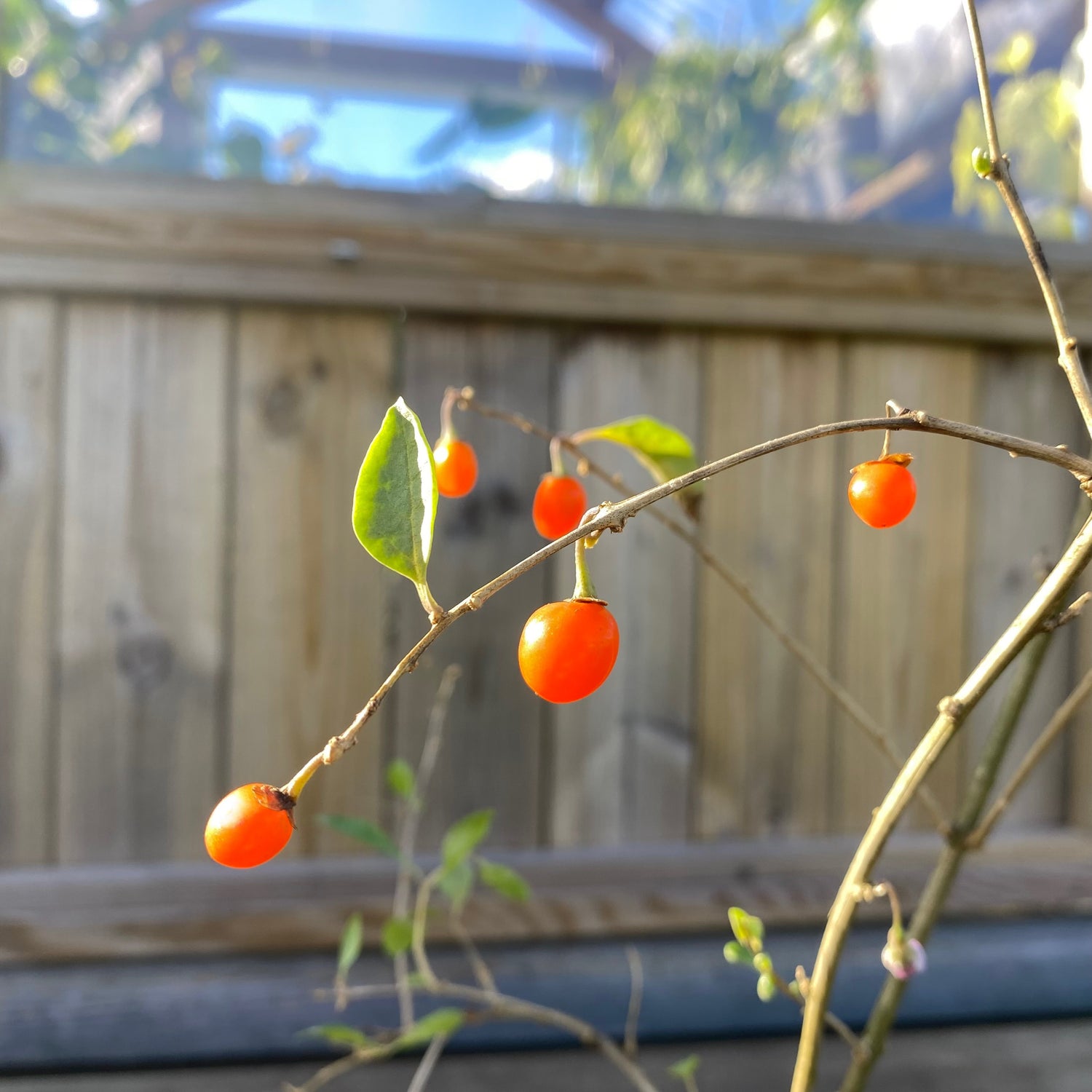 Orange Gojibär / Bocktörne 'Princess Tao' Planta 20-40 cm (Lycium barbarum)