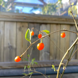 Orange Gojibär / Bocktörne 'Princess Tao' Planta 20-40 cm (Lycium barbarum)