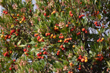 Jordbærtre 50-60 cm (Arbutus unedo)