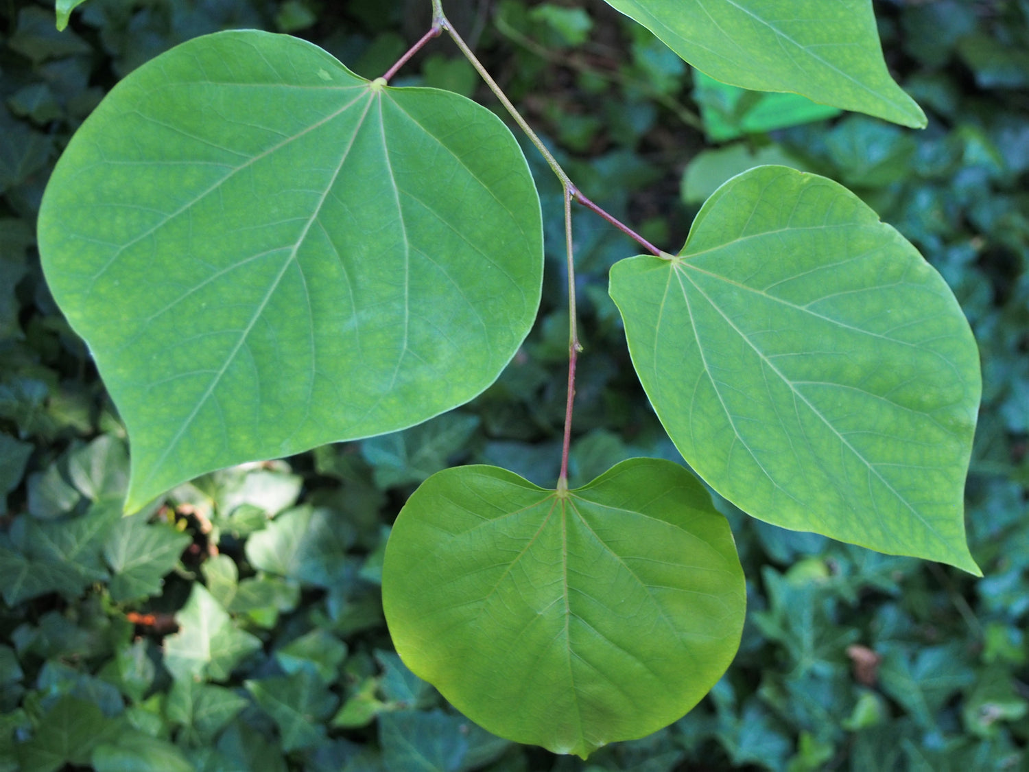 Amerikanskt Judasträd 50-60 cm (Cercis canadensis)