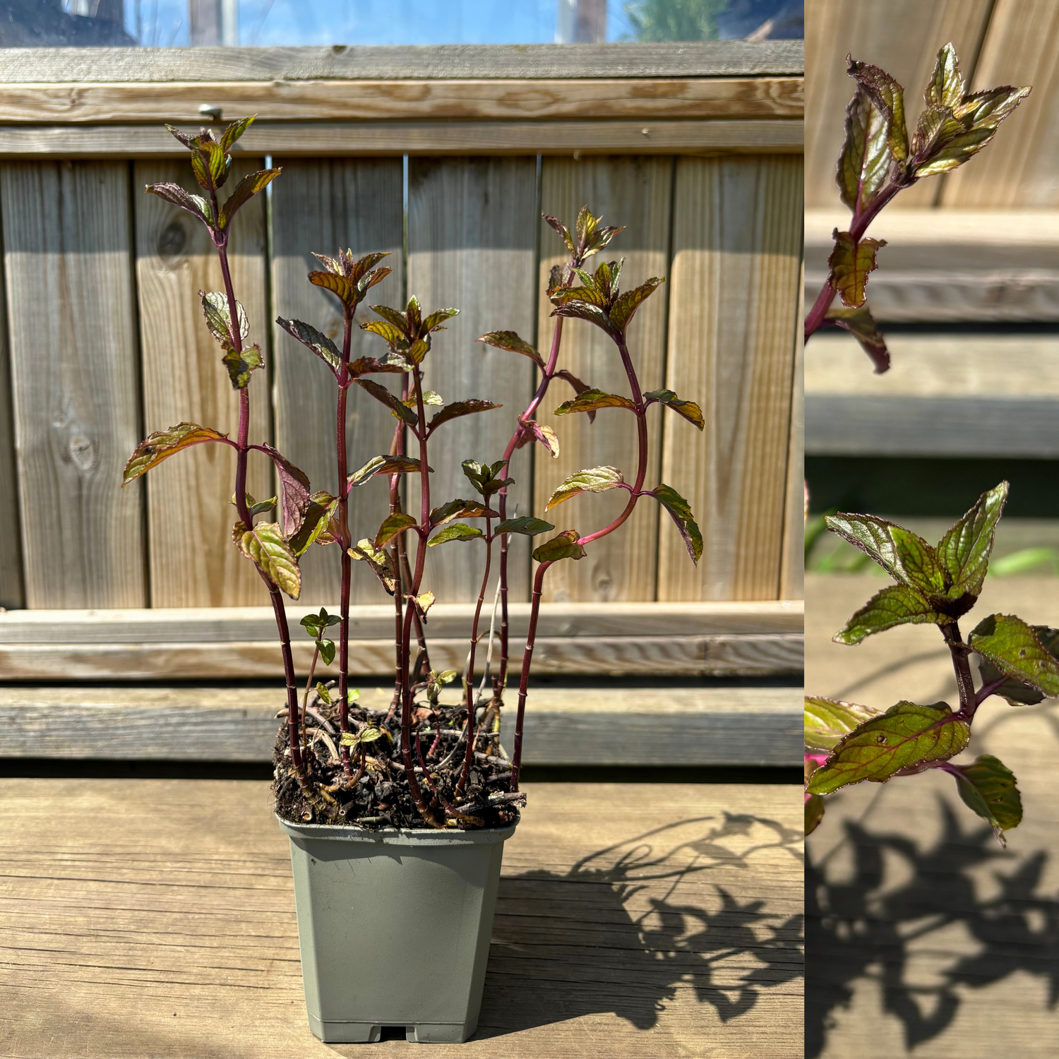 Chokladmynta 'Chocolate' 20-40 cm (Mentha piperita)