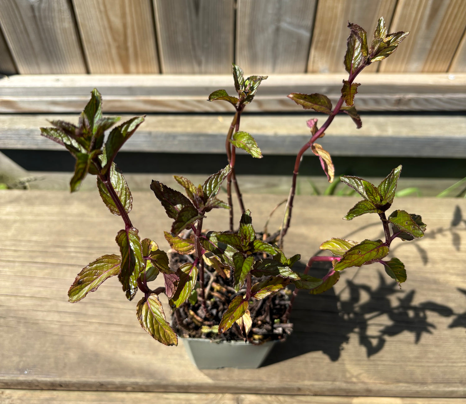 Chokladmynta 'Chocolate' 20-40 cm (Mentha piperita)