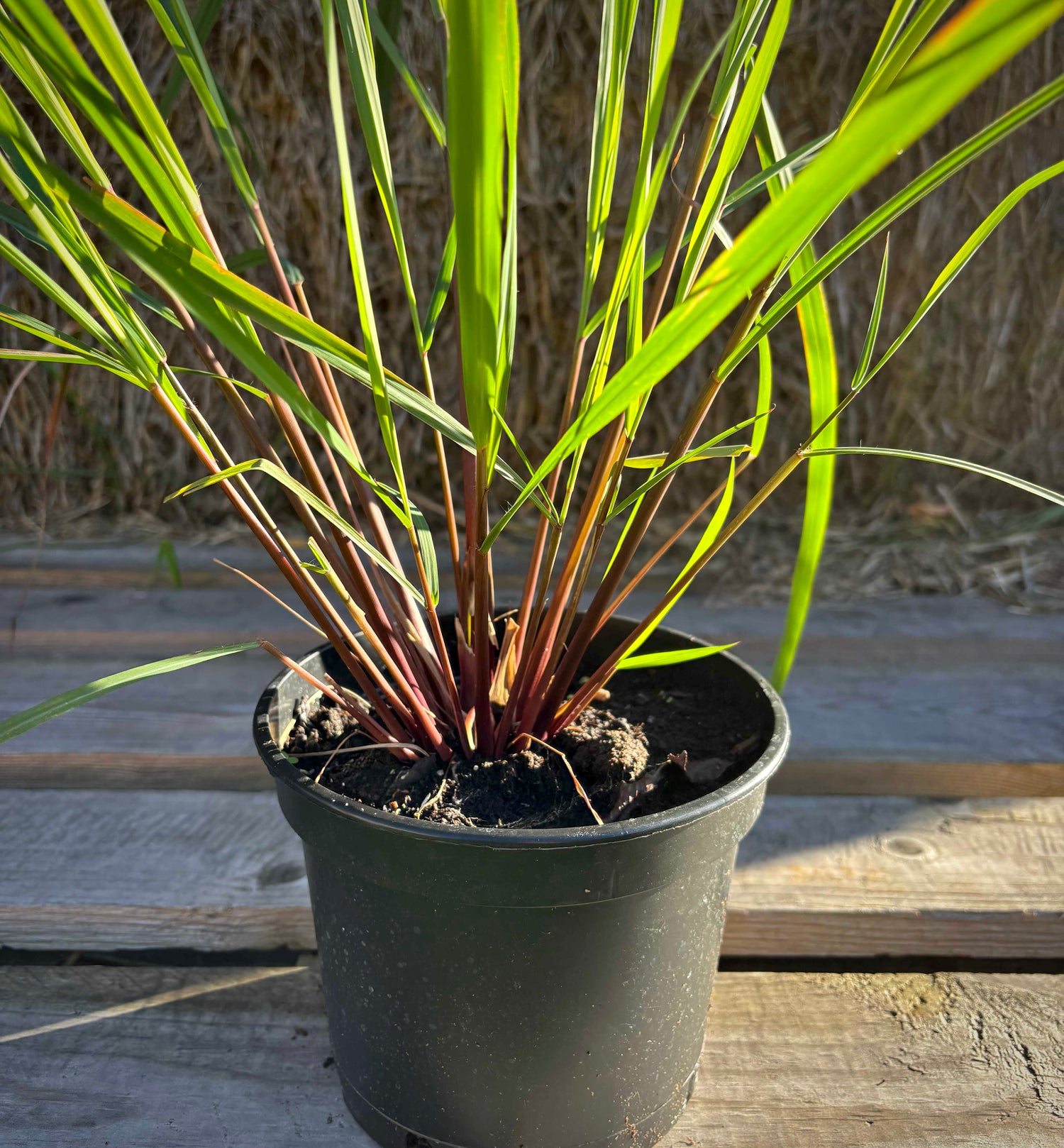 Citrongräs 30-50 cm (Cymbopogon citratus)