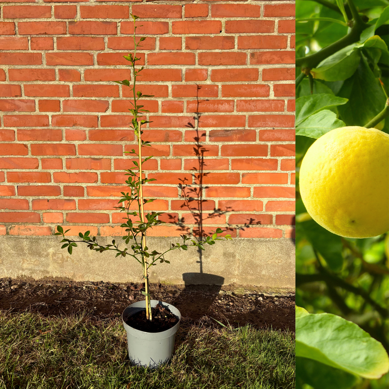 Citrontörne Träd 80-100 cm (Citrus trifoliata)