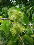 Turkisk Hassel, Träd 80-100 cm (Corylus colurna)