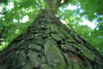 Turkisk Hassel, Träd 80-100 cm (Corylus colurna)