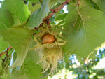 Tyrkisk Hassel, Træ 80-100 cm (Corylus colurna)