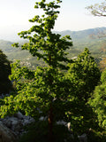 Turkish Hazel Tree 80-100 cm (Corylus colurna)