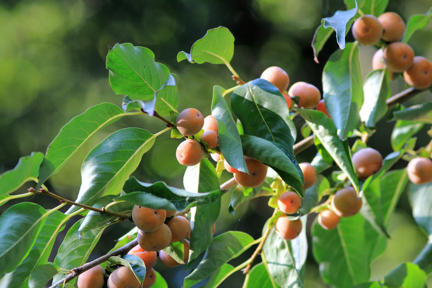 Dadelplommon Träd 100-150 cm (Diospyros lotus)