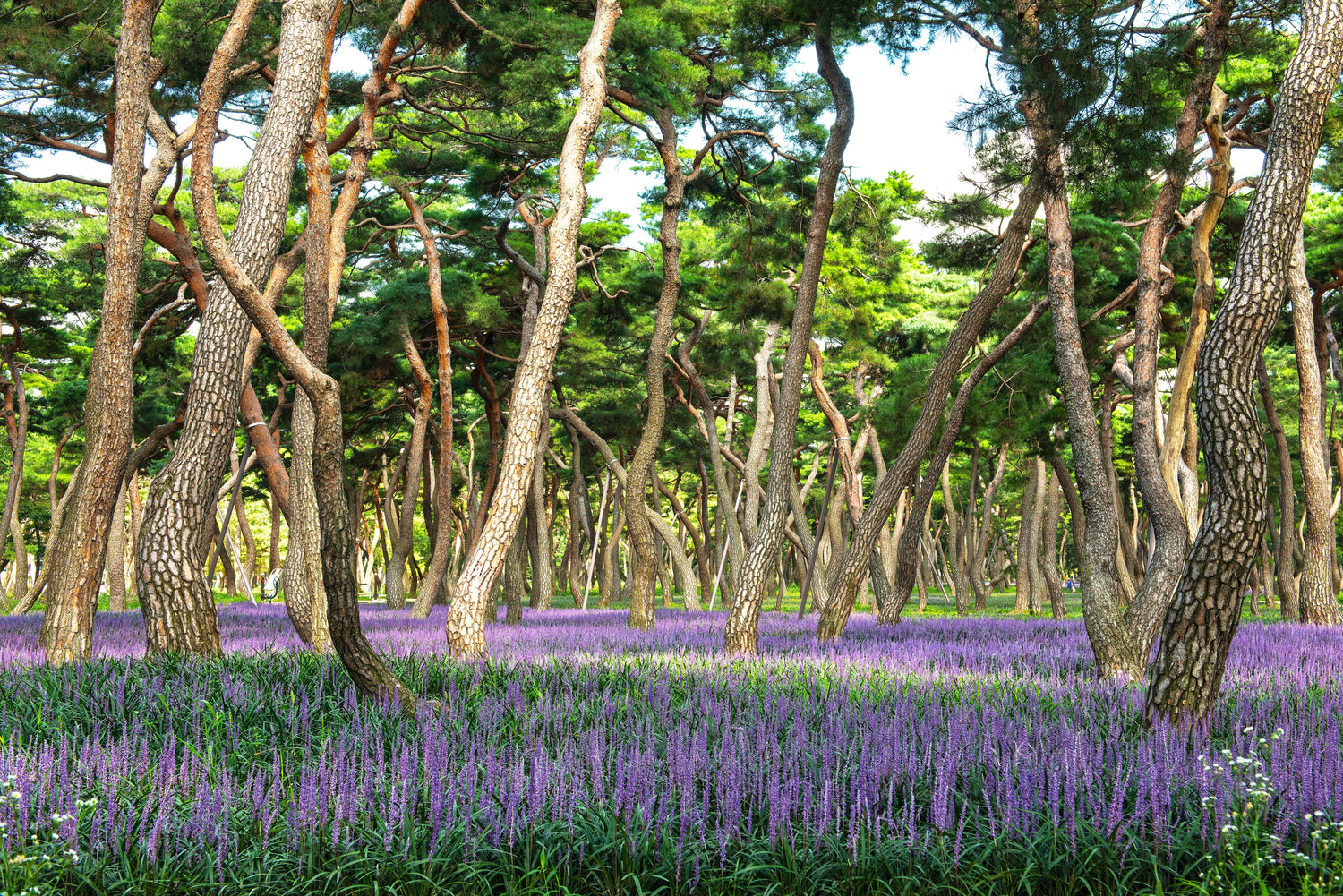 Druvlilja P9 kruka (Liriope muscari)