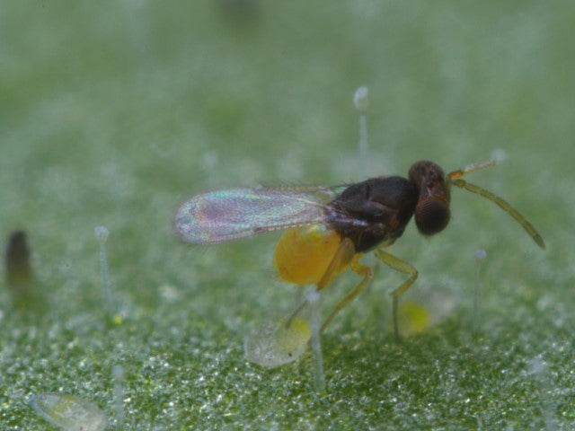 Beneficial animal mix against "whiteflies" / mealybugs