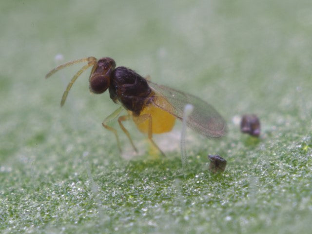 Beneficial animal mix against "whiteflies" / mealybugs