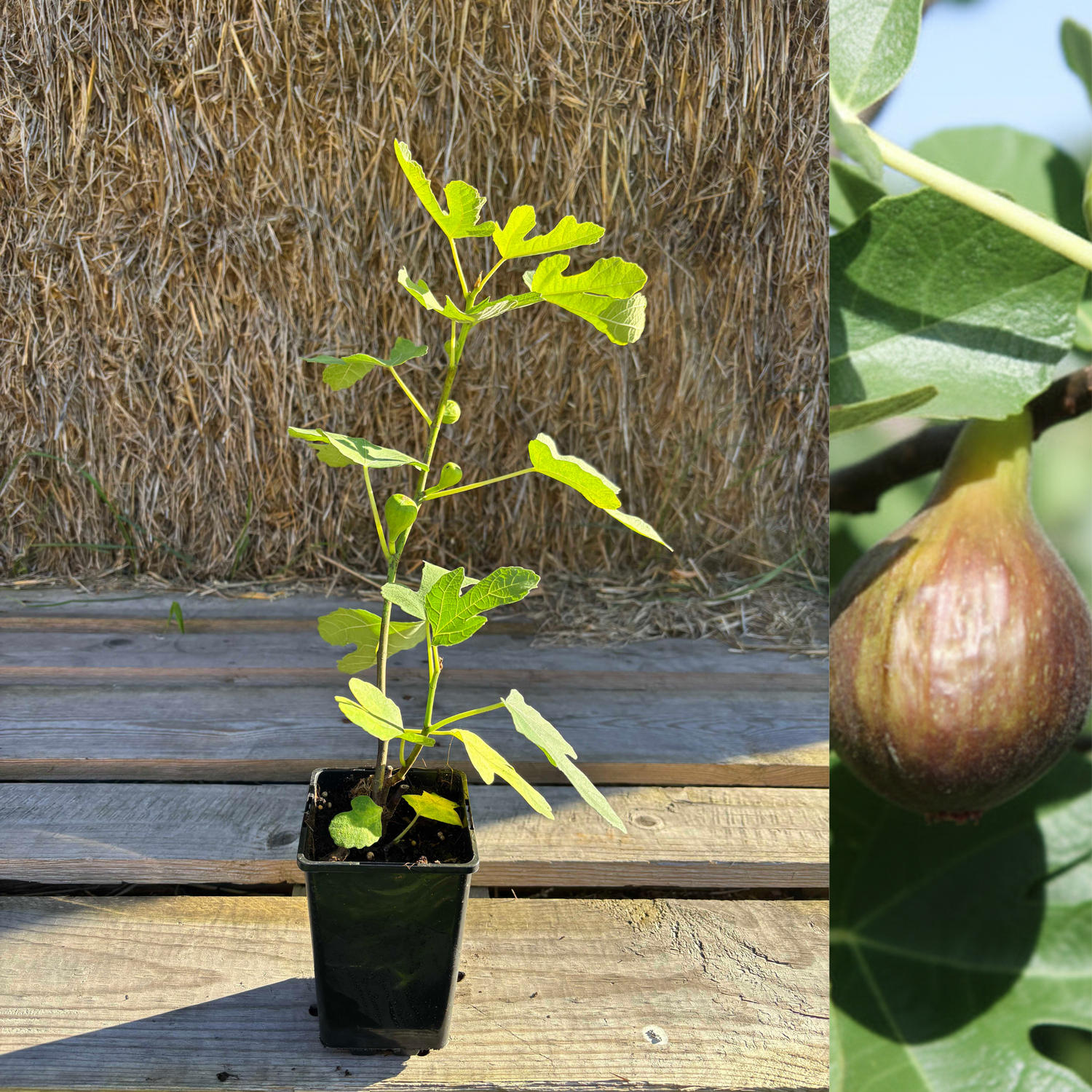 Fikon 'Bornholm' / Bornholmsfikon 20-30 cm (Ficus carica)