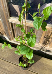 Kina-Schisandra 'Sadova nr. 1' Plante 40-80 cm (Schisandra chinensis)