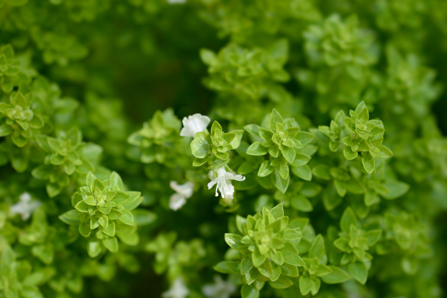 Grekisk Basilika 'Greek' (Ocimum basilicum var. minutum)