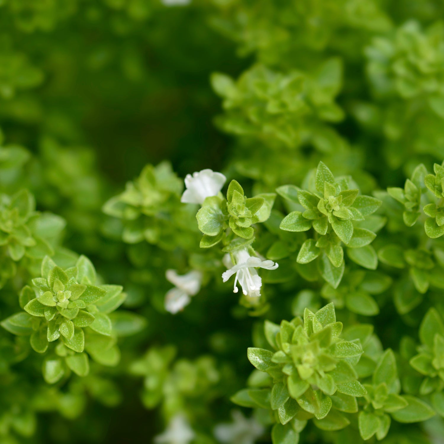 Grekisk Basilika 'Greek' (Ocimum basilicum var. minutum)