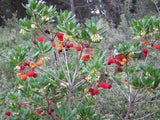 Jordbærtre 50-60 cm (Arbutus unedo)