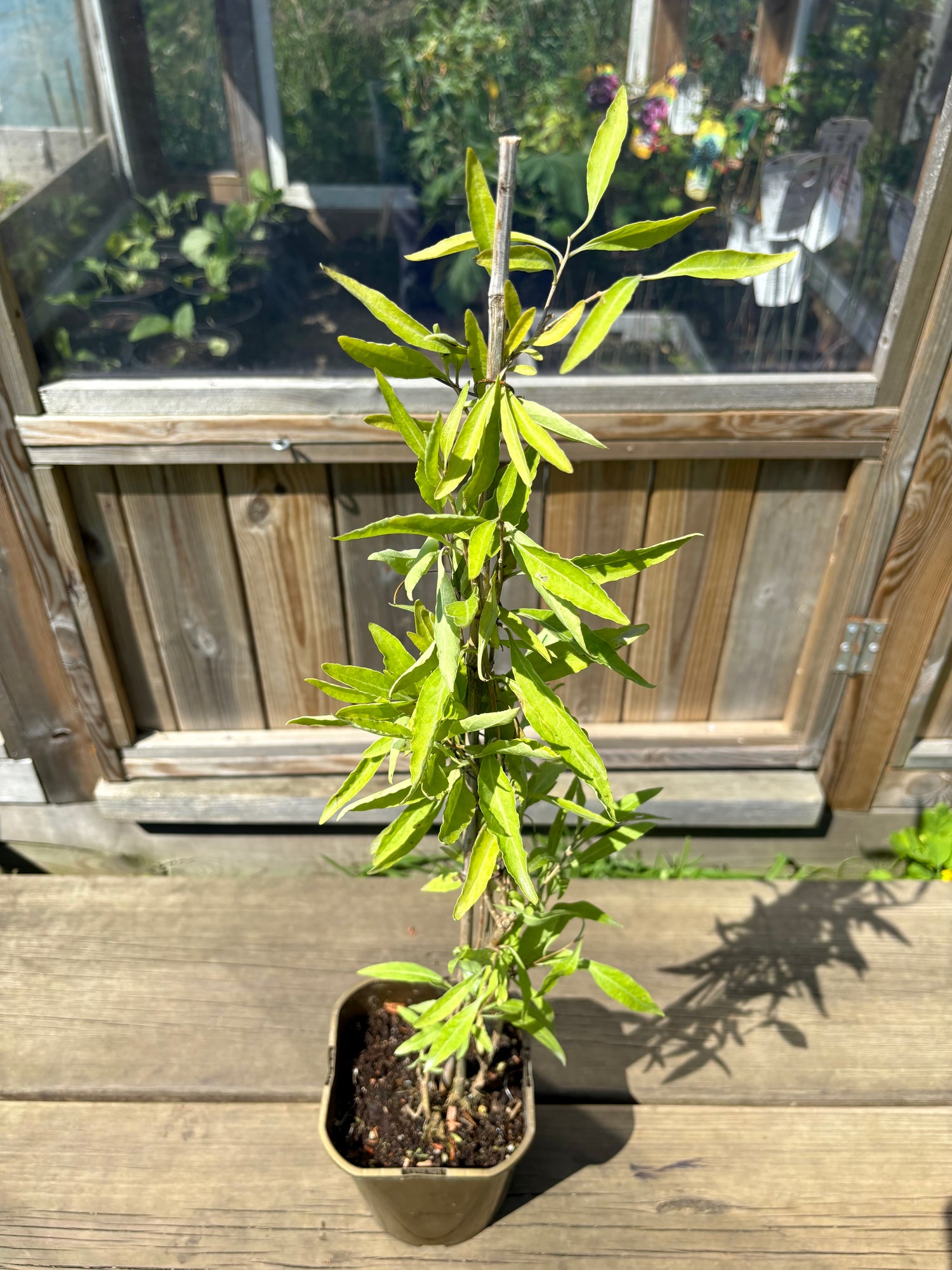 Gult Gojibär / Bocktörne 'Amber Sweet' 50-80 cm (Lycium barbarum)