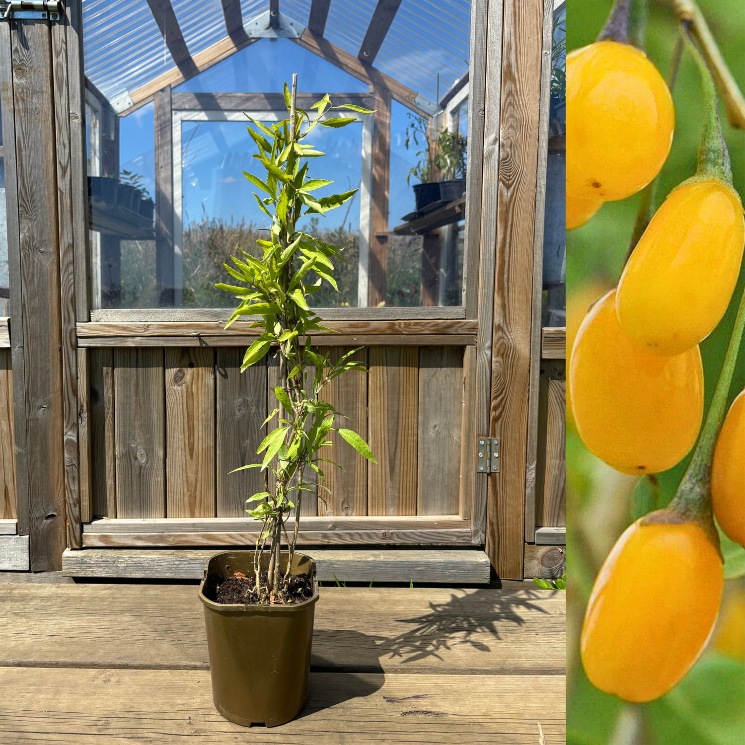 Gult Gojibär / Bocktörne 'Amber Sweet' 50-80 cm (Lycium barbarum)