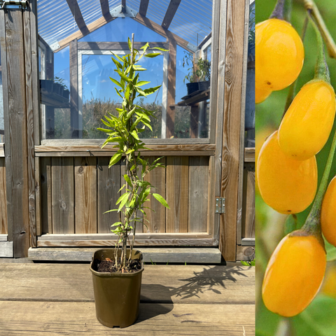 Yellow Gojiberry / Wolfberry Plant 30-40 cm (Lycium barbarum)