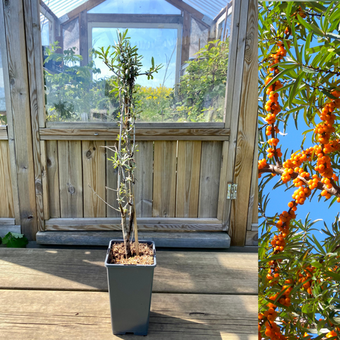 Havtorn 'Friesdorfer Orange' Planta 40-50 cm (Hippophae rhamnoides)
