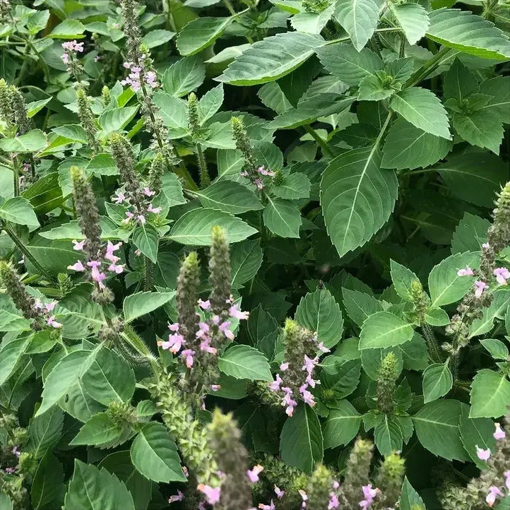 Helig Basilika 'Temperate Tulsi' (Ocimum africanum)