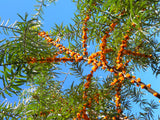 Havtorn 'Friesdorfer Orange' Planta 40-50 cm (Hippophae rhamnoides)