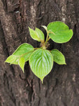 Japanskt Russinträd (Hovenia dulcis)