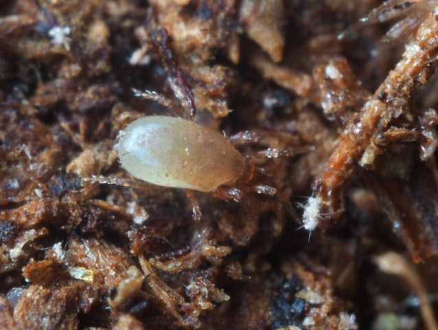 Ground-dwelling mites (Hypoaspis) against, among other things, midges, water flies &amp; thrips